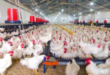 The Moral: Read the fine print before signing trade agreements! The Moral: Read the fine print before signing trade agreements!