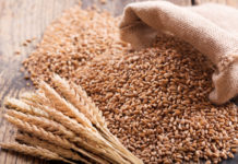 Russia resumes wheat exports to Algeria Russia resumes wheat exports to Algeria