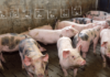 Natural plant extracts show promise as antibiotic alternatives in pig farming, study finds