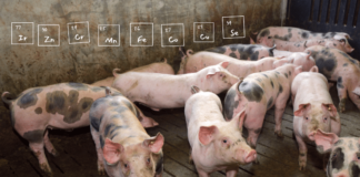 Natural plant extracts show promise as antibiotic alternatives in pig farming, study finds
