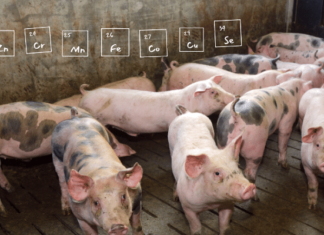 Natural plant extracts show promise as antibiotic alternatives in pig farming, study finds