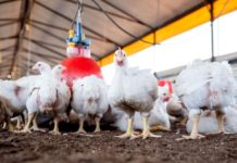 Small-scale chicken farmers growing despite challenges