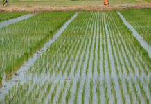 Africa Re, IFC partner on agric insurance in Nigeria Africa Re, IFC partner on agric insurance