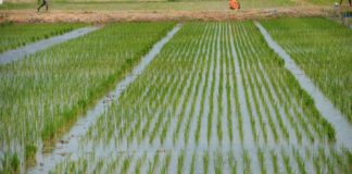 Biofilm mulching cuts water use and emissions in rice farming, research shows Africa Re, IFC partner on agric insurance