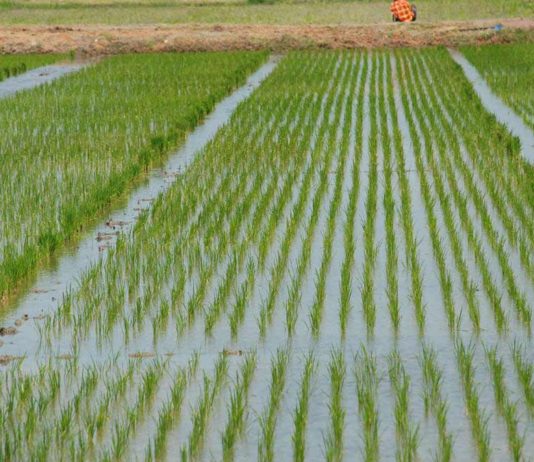Biofilm mulching cuts water use and emissions in rice farming, research shows Africa Re, IFC partner on agric insurance