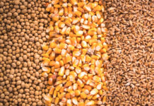 Rwanda to stop importing maize, wheat, soybean seeds Rwanda to stop importing maize, wheat, soybean seeds