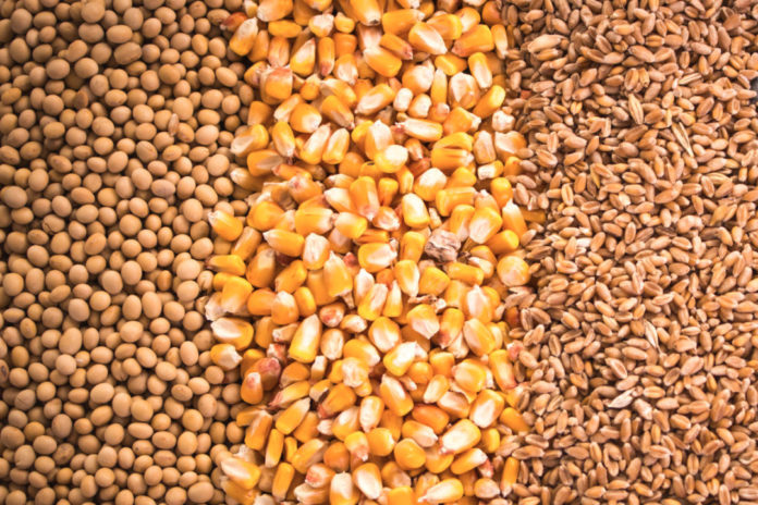 Rwanda to stop importing maize, wheat, soybean seeds