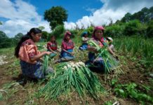 Global food systems must be disrupted and changed – new IFAD report recommends concrete actions for policymakers