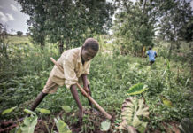 Sustain Africa, an emergency response and resilience initiative supporting Ugandan farmers with affordable inputs for this farming season Denmark to boost Uganda’s agriculture sector
