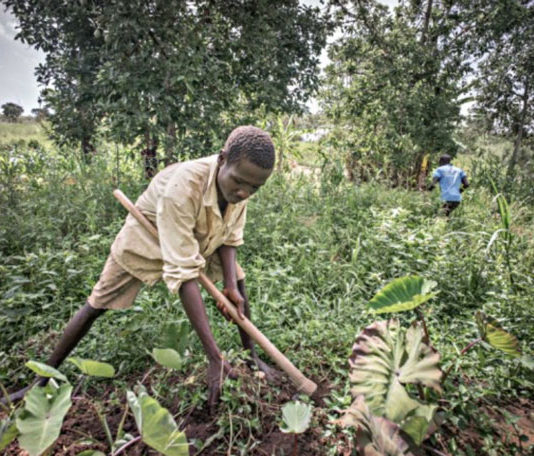Sustain Africa, an emergency response and resilience initiative supporting Ugandan farmers with affordable inputs for this farming season Denmark to boost Uganda’s agriculture sector