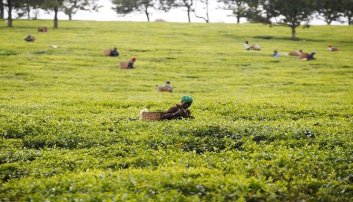 Kenya’s agriculture sector posts second best growth in five years