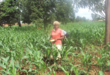 Shipment of 20 000MT of fertiliser from Russia to Malawi starts: UN Malawi Farm input subsidy programme: Is it a worthy cause?