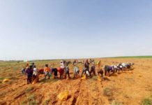 Agro Boye/Trade Hub Partnership to Increase Production of Key Crops in Senegal, Support Food Security