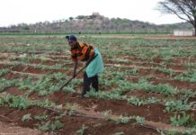 South Africans Urged to Champion Gender Equality in Agriculture During 16 Days of Activism Namibia’s Agribank to assist women and youth