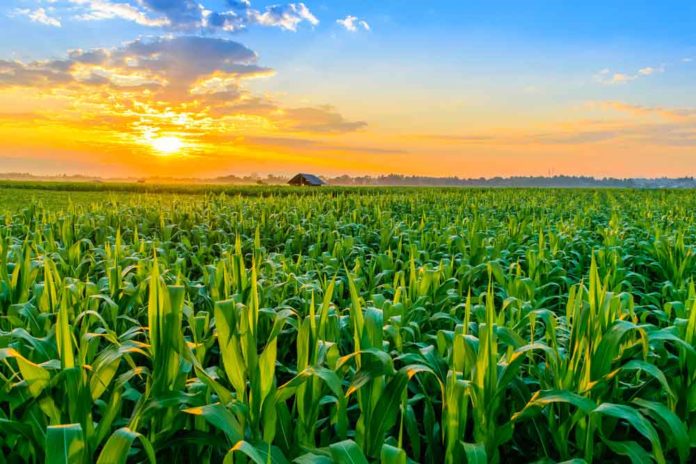Tanzania, Stakeholders commit in agriculture share in global trade