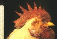 Botswana announces outbreak of Avian influenza Botswana announces outbreak of Avian influenza