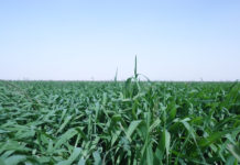 Open letter: The Green Revolution in Africa has unequivocally failed Open letter: The Green Revolution in Africa has unequivocally failed