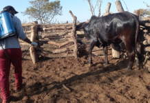 Non-toxic & Biodegradable Disinfectants for Containing Foot and Mouth Disease in Southern Africa