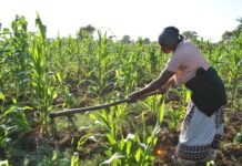South Korea to provide aid to farmers in Central Mozambique South Korea to provide aid to farmers in Central Mozambique