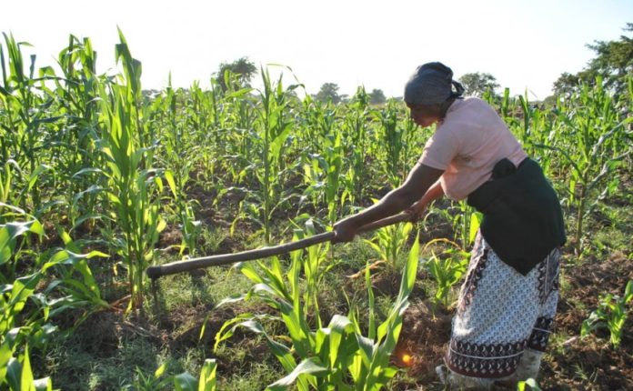 South Korea to provide aid to farmers in Central Mozambique