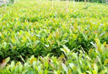 60,000 Cashew seedlings distributed to Jema farmers in Ghana 60,000 Cashew seedlings distributed to Jema farmers in Ghana