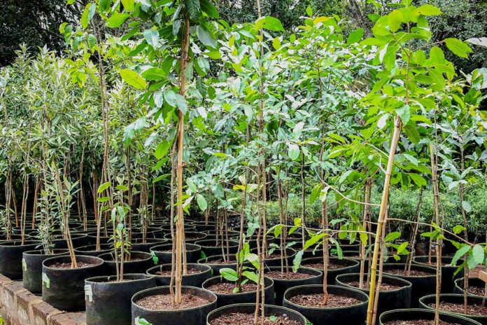 Western Cape Agriculture distributes indigenous trees