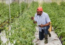 First West African agriculture Technology Park opens doors to public First West African agriculture Technology Park opens doors to public