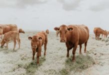 Danfoss helps dairy producers stay cool under pressure, with accurate, efficient temperature control