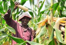 Malawi seeks agricultural diversity