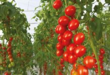 Bayer to launch organic vegetable seeds portfolio enabling greater access to certified organic market