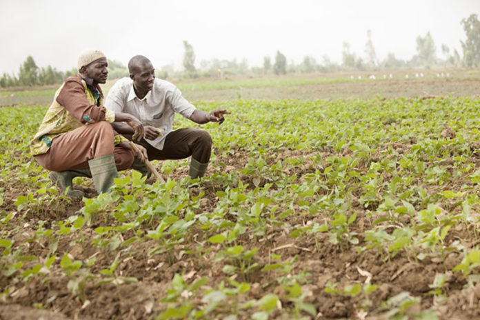Farmers in Nakuru, Kenya to benefit from CSA training