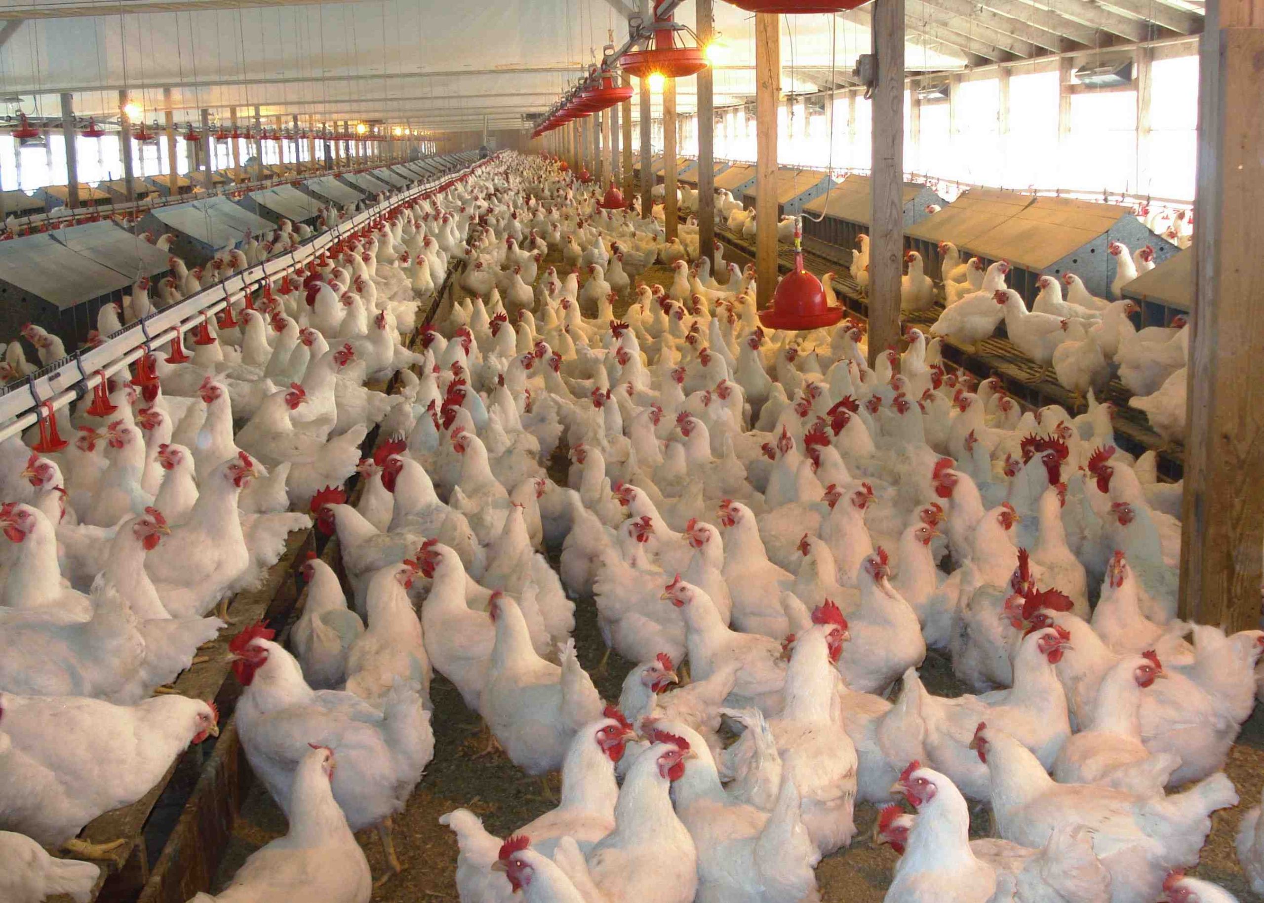 South Africa’s poultry industry stages strong recovery as investment hits R2.1 billion