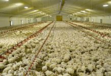USA invest US $2M in Ghana’s poultry sector USA invest US $2M in Ghana’s poultry sector