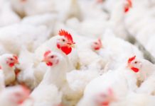 Reducing feed costs in poultry production