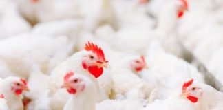 Tanzania unveils Sh3.5 trillion plan to cut poultry feed costs by 50%