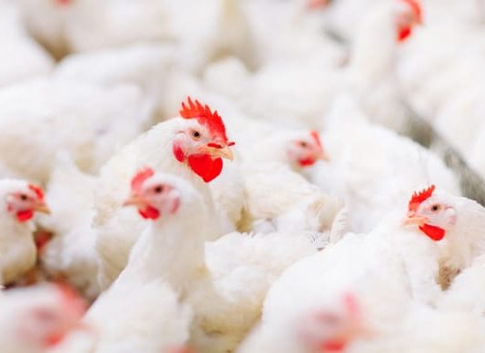 Tanzania unveils Sh3.5 trillion plan to cut poultry feed costs by 50%