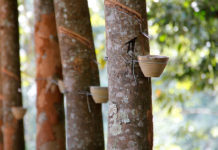 Cameroon initiates a program to boost rubber production Cameroon initiates a program to boost rubber production