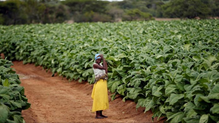 Contract tobacco farmers in Zimbabwe decries drowning in debt