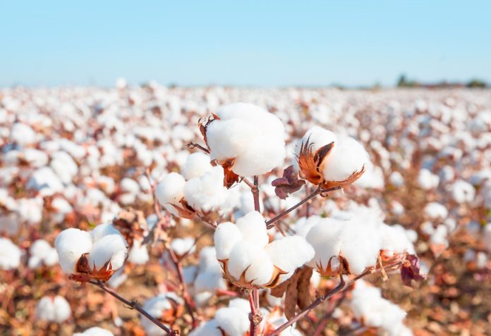 Tanzania to adopt measures to increase cotton production