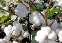 Cotton farmers in Kenya warn of a drop in harvest Cotton farmers in Kenya warn of a drop in harvest
