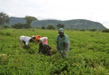Africa’s farmers deserve choices Africa’s farmers deserve choices
