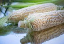 Zambia to export over 1 mln tonnes maize after bumper harvest Zambia to export over 1 mln tonnes maize after bumper harvest