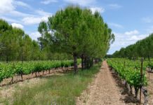 Ghana to earn US $16bn annually from the tree crop industry Ghana to earn US $16bn annually from the tree crop industry