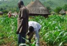 Zimbabwe moots compulsory insurance for small scale farmers Zimbabwe moots compulsory insurance for small scale farmers
