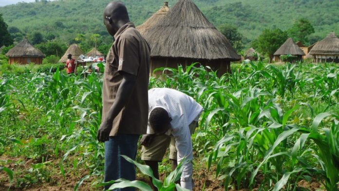 Zimbabwe moots compulsory insurance for small scale farmers