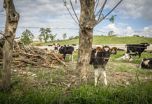 CENEEMA, SODEPA partner to boost farming in Cameroon ranches CENEEMA, SODEPA partner to boost farming in Cameroon ranches