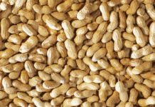 New groundnut varieties in Uganda released New groundnut varieties in Uganda released