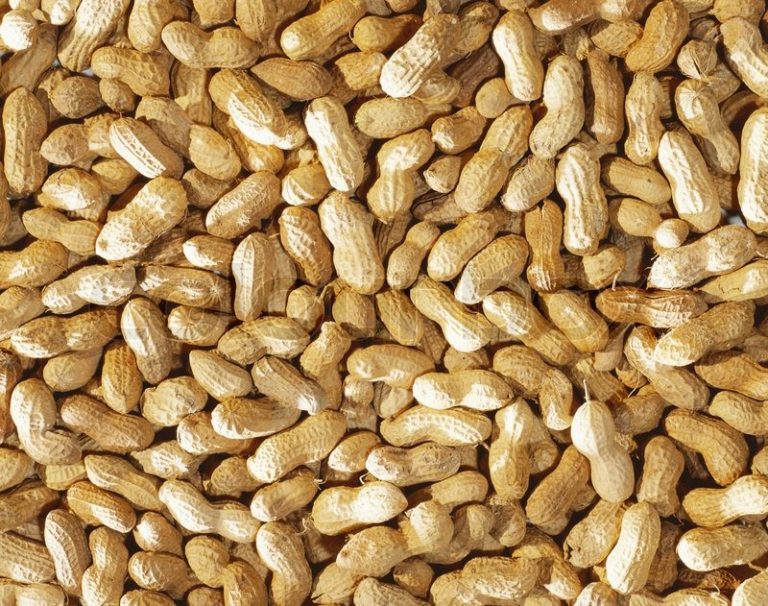 New Groundnut Varieties In Uganda Released Farmers Review Africa