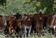 How we can adapt plants to save our planet