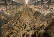 Agrotop to Present Advanced Vertical Integration Poultry Solutions at VIV MEA 2021